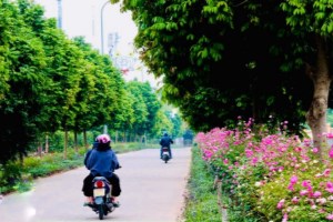 Đường hoa nông thôn mới, bốn mùa ngát hương, rực rỡ sắc màu vạn người mê ở xã ngoại thành Hà Nội