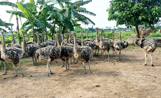 Nuôi đà điểu mở hướng làm giàu