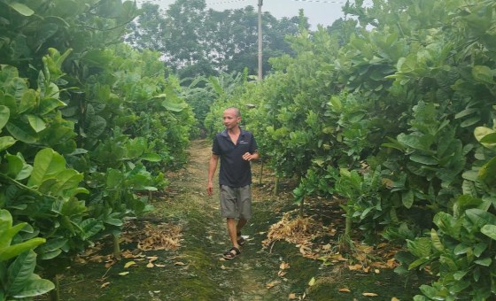 Nông thôn mới Phú Thọ ở xã Liên Châu trù phú, dân giàu lên, có nhà thu tiền tỷ từ loại quả trông như bàn tay