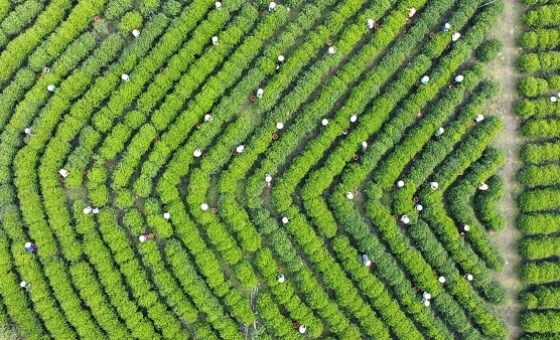 Xây dựng nông thôn mới kiểu mẫu gắn thương hiệu trà Tân Cương