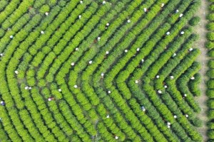 Xây dựng nông thôn mới kiểu mẫu gắn thương hiệu trà Tân Cương