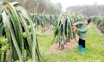 Thanh long trên vùng đất khó