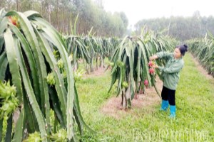 Thanh long trên vùng đất khó