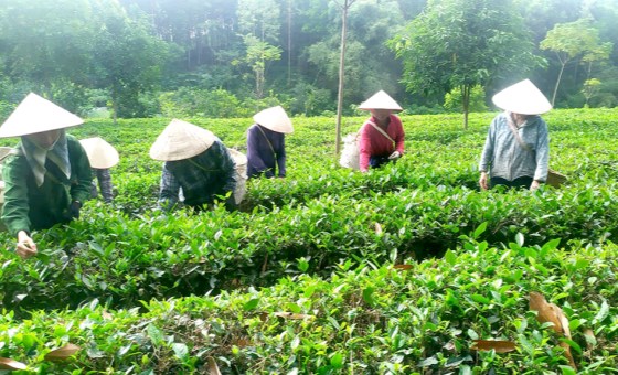 Phát triển sản phẩm chủ lực, đặc thù theo chuỗi liên kết