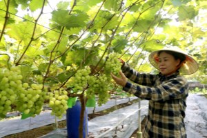 Phát triển nông nghiệp sạch và bền vững ở Cự Đồng